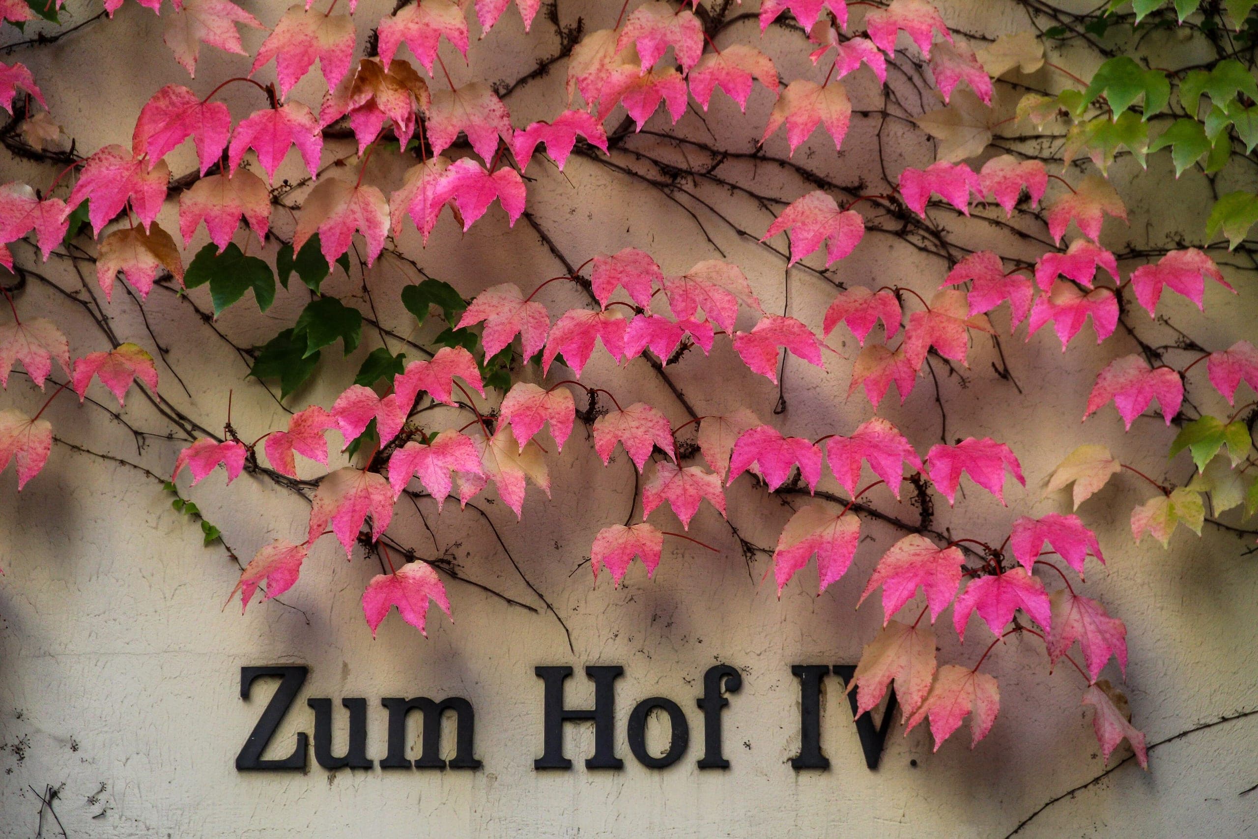 Ivy in autumn colour on a pale courtyard wall, above a black “Zum Hof IV” sign at the Hackesche Höfe.