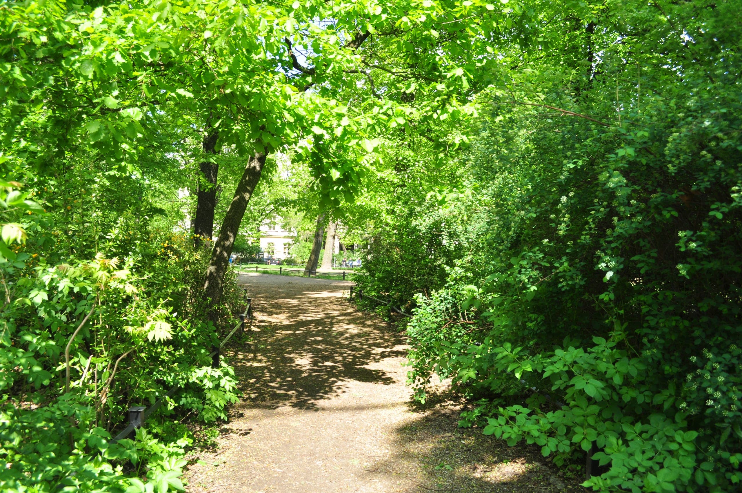 A sunlit gravel path through the trees on Kollwitzplatz, with an Altbau façade visible beyond the foliage.